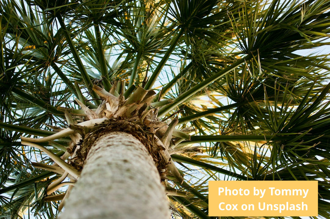 The Dark Side of Palm Oil: Here's why we don't use it.