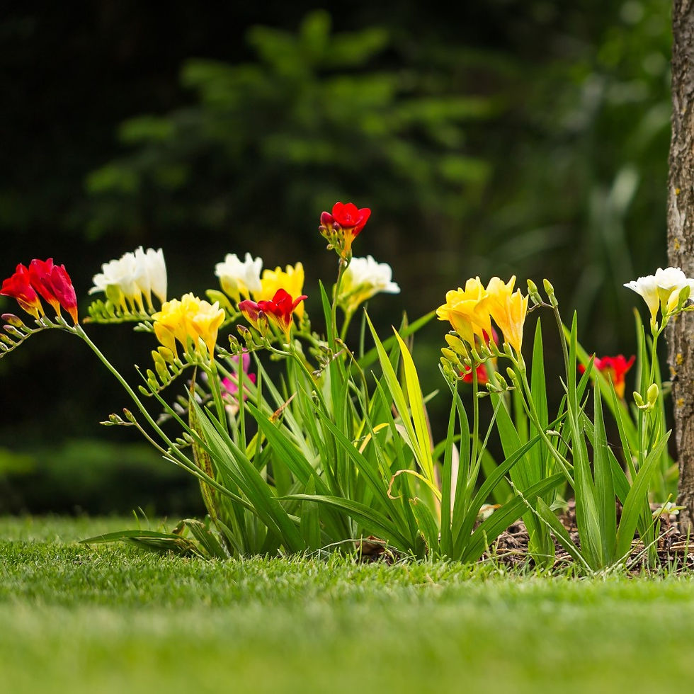 Thumbnail: Mixed Freesia Flowers - 30 Bulbs