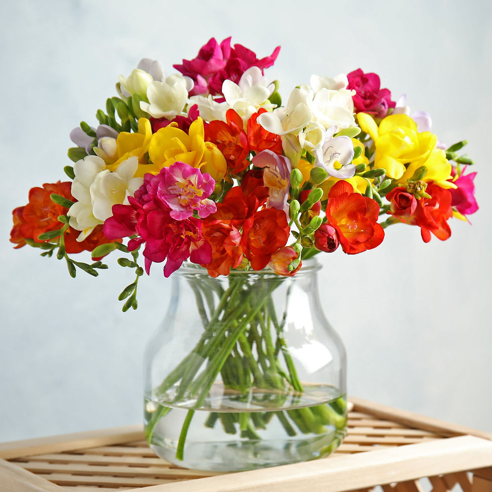 Thumbnail: Mixed Freesia Flowers - 30 Bulbs