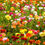 Thumbnail: DOUBLE BUTTERCUP RANUNCULUS FLOWERS - 15 BULBS