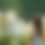 Thumbnail: GIANT TREE LILY FLOWERS - 3 BULBS