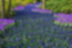 Thumbnail: Blue Garden Flower Collection - 40 Bulbs