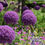 Thumbnail: GIANT ALLIUM GIGANTEUM FLOWERS - 3 BULBS