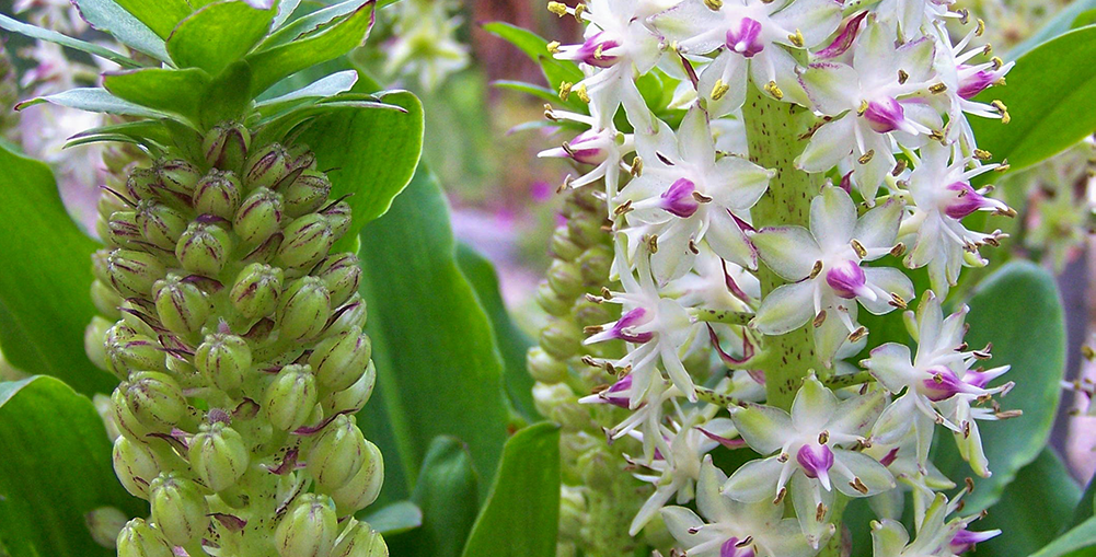 PINEAPPLE LILY FLOWER BULBS PACK OF 3 Touch Of ECO