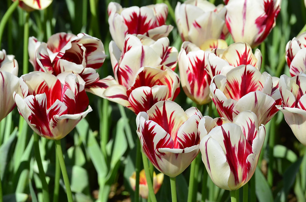 Thumbnail: MIXED SORBET ICE CREAM TULIP FLOWERS -  8 BULBS