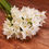 Thumbnail: PAPERWHITE FRAGRANT FLOWERS - 3 or 6 BULBS