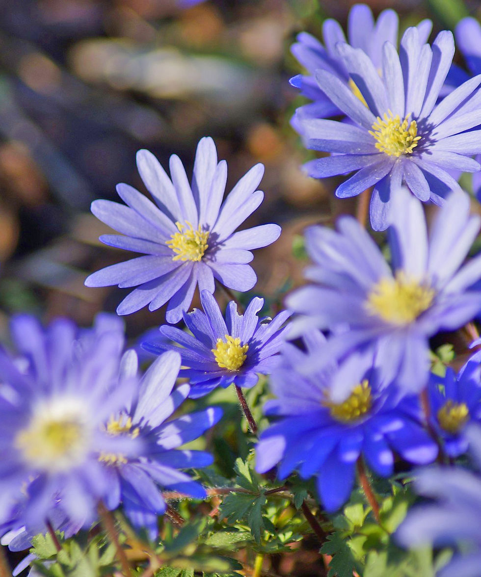 Thumbnail: Mixed Anemone Blanda Flowers - 30 Bulbs