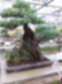 IMG-20191125-WA0004.jpeg
