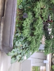IMG-20191125-WA0000.jpeg