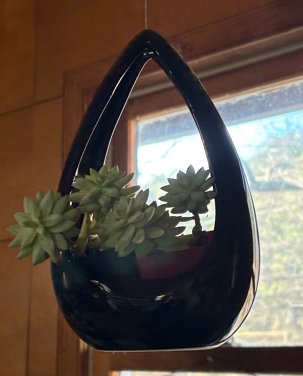 Succulent Workshop- Hanging or Driftwood