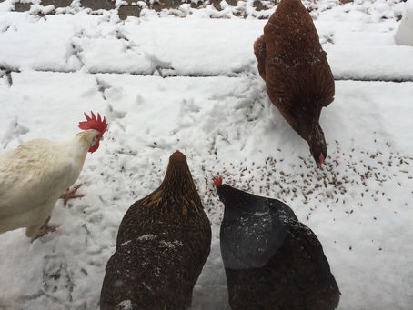 A Backyard Chicken Farmer Winter Readiness