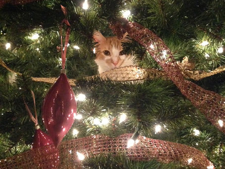 Christmas Tree Care