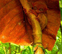 Siquijor Filippine
