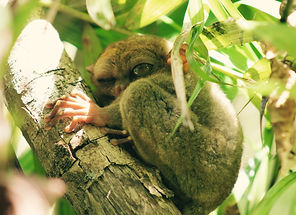 tarsier.jpg