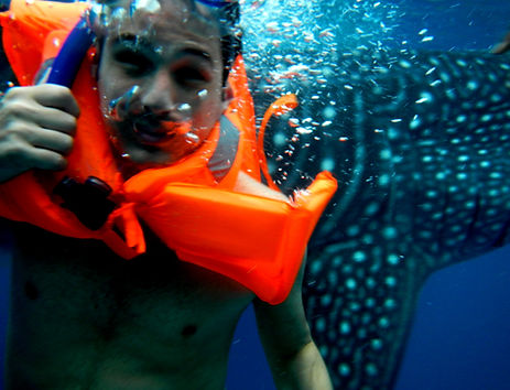 Whaleshark.jpg
