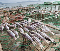 Dried fish