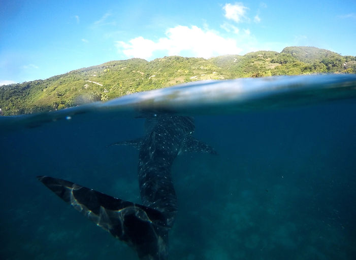 Oslob Whale Sharks watching