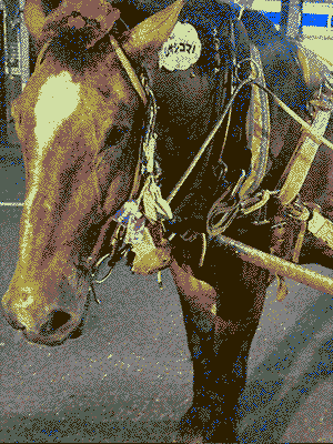 horse.gif