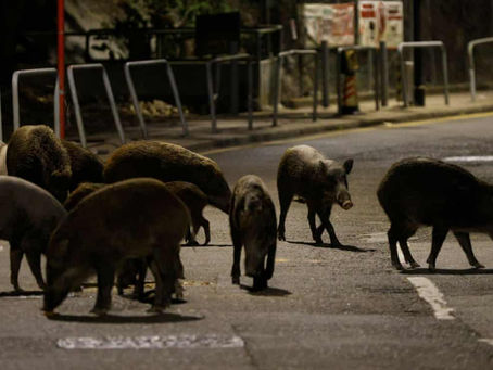 Hong Kong: Are animals' rights adequately protected?