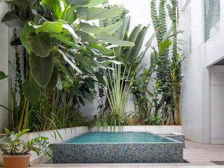 A modern outdoor courtyard featuring an elevated pool clad in blue mosaic tiles, nestled alongside wooden decking. Bright white architectural walls serve as a backdrop to dense tropical greenery, including tall traveler's palms, broad-leaf plants, and climbing vines. A white door sits to the right, and a potted plant rests in the lower-left foreground.