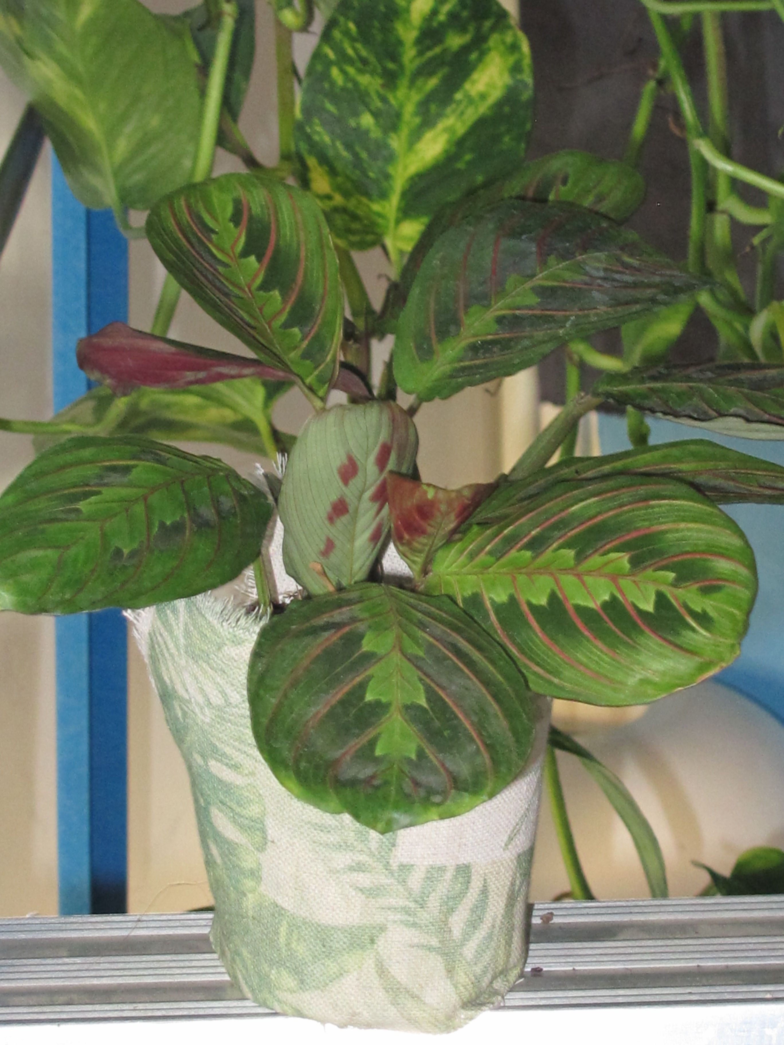 'Prayer Plant' | Red Maranta House Plant