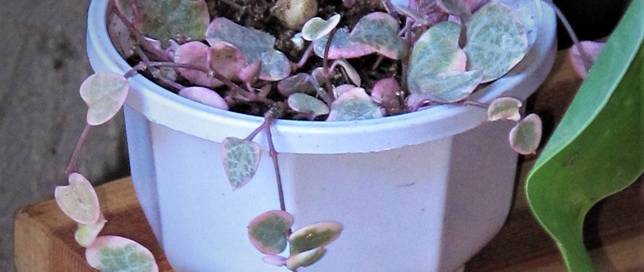 'String of Hearts' Variegated Vine | Ceropegia Woodii - Rosary Vine