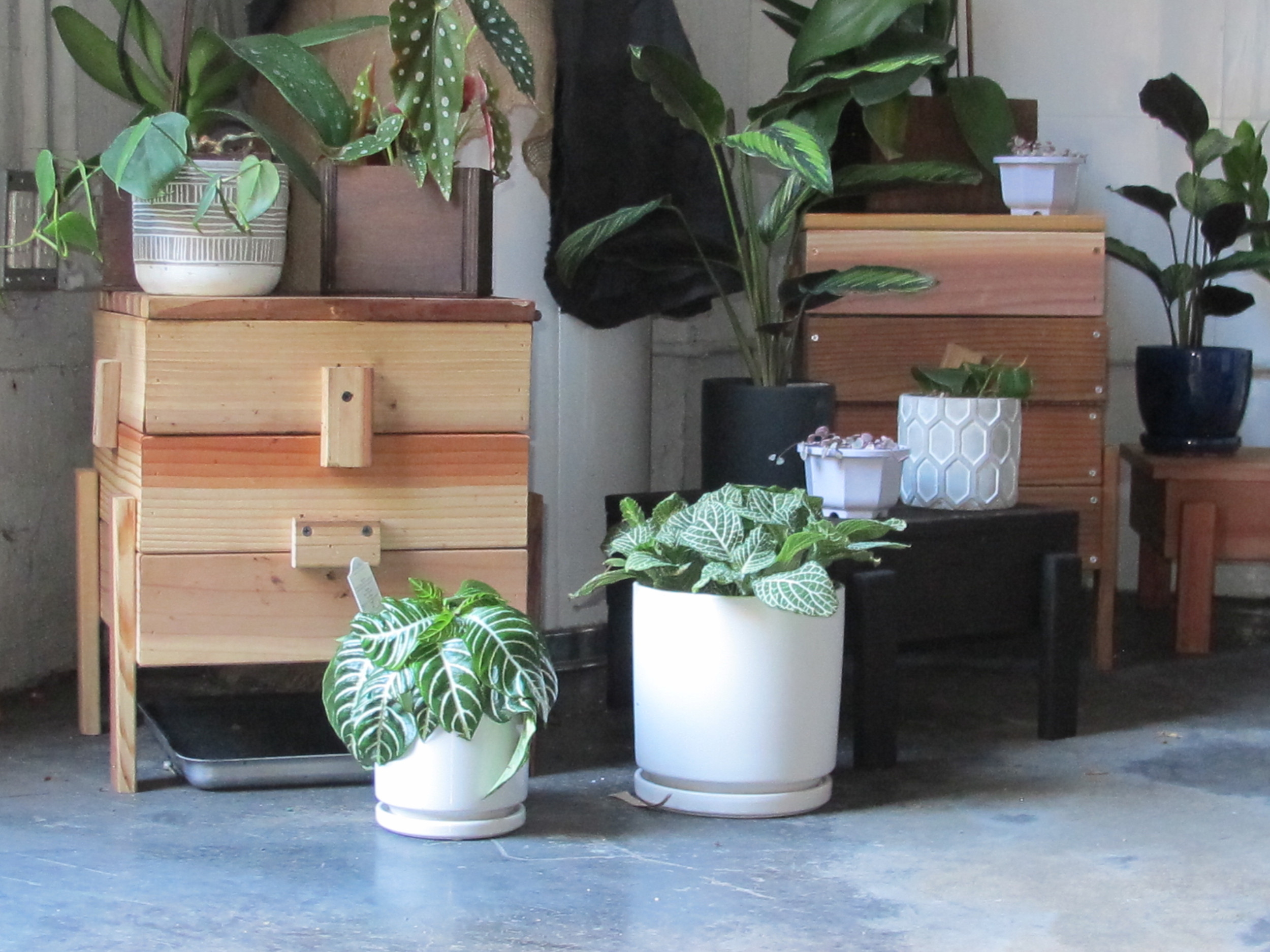 Plants Skid Row Heron Horticulture in Downtown Los Angeles