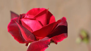 Une rose délicate symbolisant l’amour de soi, la confiance en soi, l’estime de soi et l’équilibre intérieur, représentant la paix intérieure, la transformation personnelle et la beauté de se reconnecter à soi-même.