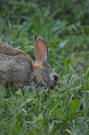 Wildlife