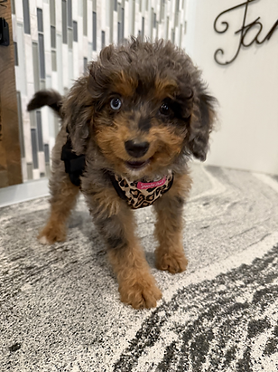 bernedoodlepups-1.heic