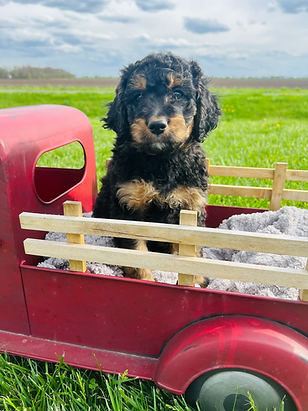 stella’s bernedoodle pups-14.heic