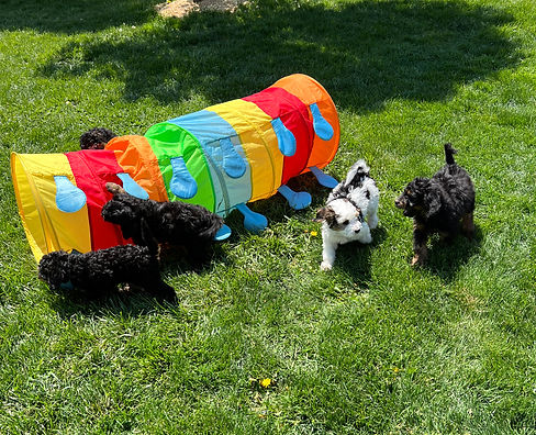 stella’s bernedoodle pups-16_edited.jpg