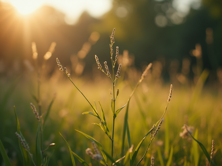Güvenilir Kaynaklar ile Tarih Yazımına Katılın