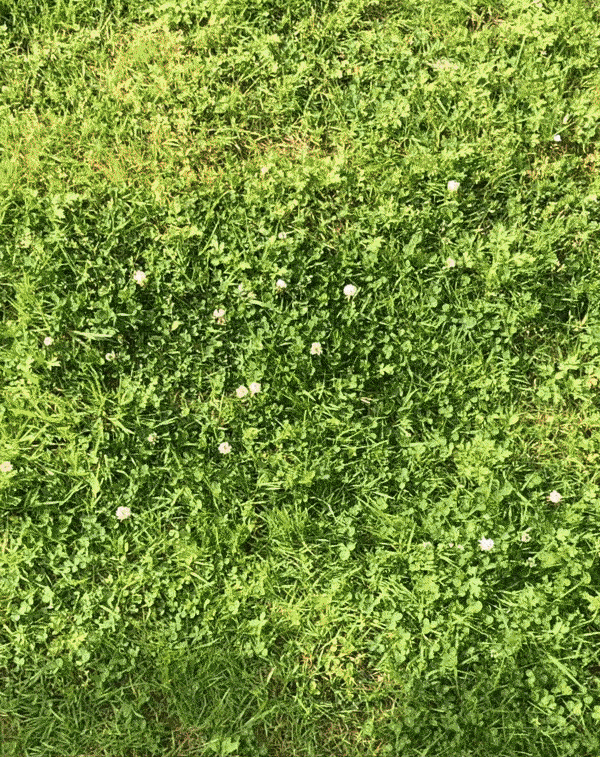 ezgif.com-gif-mgreenaker.gif
