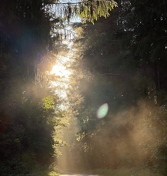 a path through a forest_edited.jpg