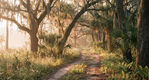 Dirt path through sunlit forest with Spanish moss