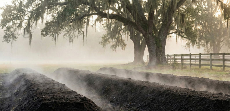 Misty rows of compost in a Florida field with trees