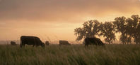 Cattle grazing in a misty field at sunrise