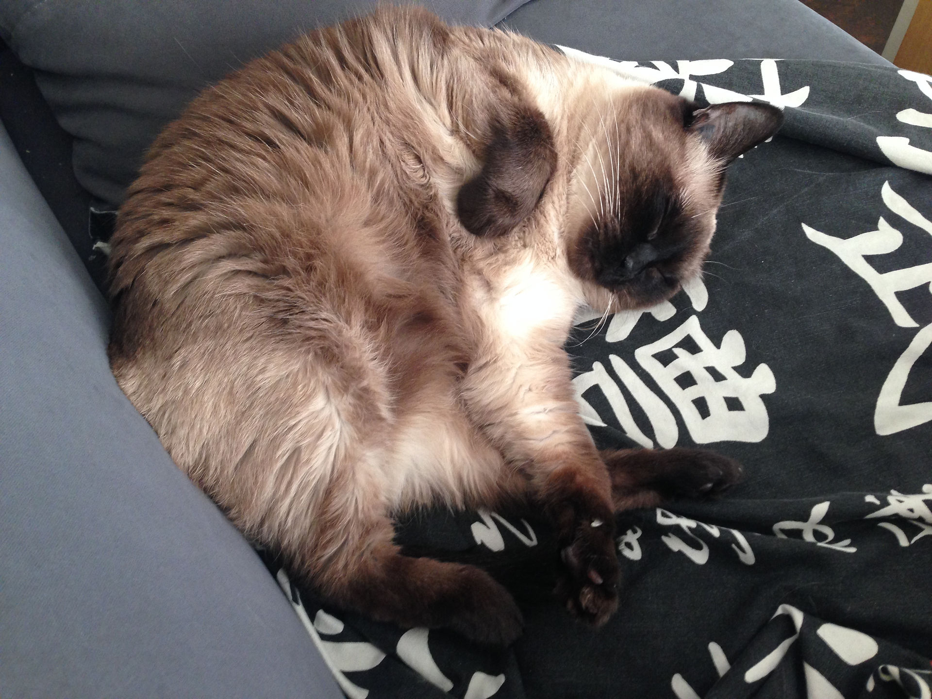 Mon chat Tattoo