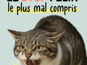 Le feulement chez le chat : un comportement souvent mal interprété