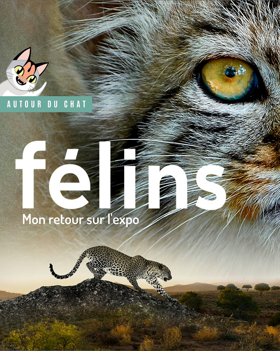 La notion de choix chez le chat
