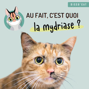 Au fait, c'est quoi... la mydriase chez le chat ?
