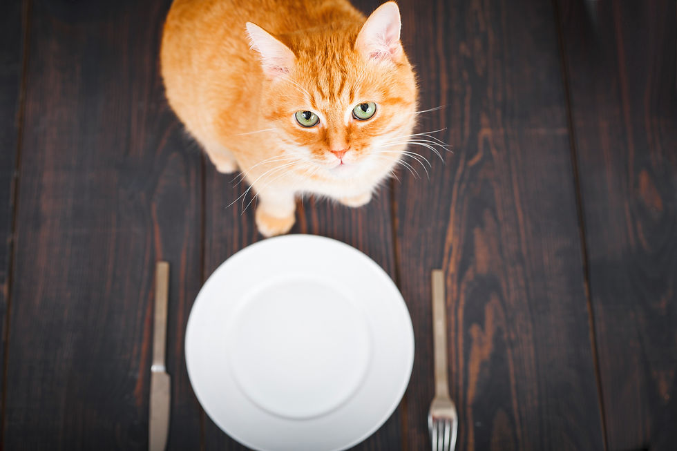 Un chat peut être obsédé par la nourriture s'il a connu la faim