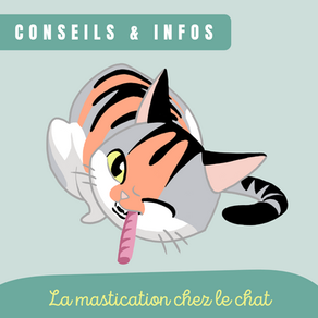 La mastication chez le chat