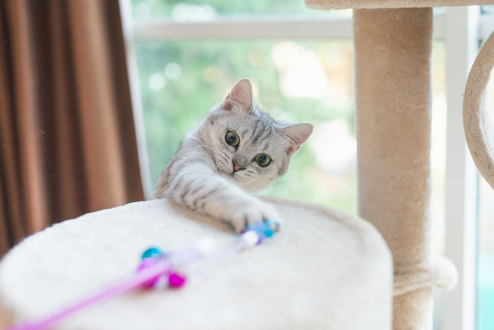 Le jeu reste une activité essentielle pour le chat