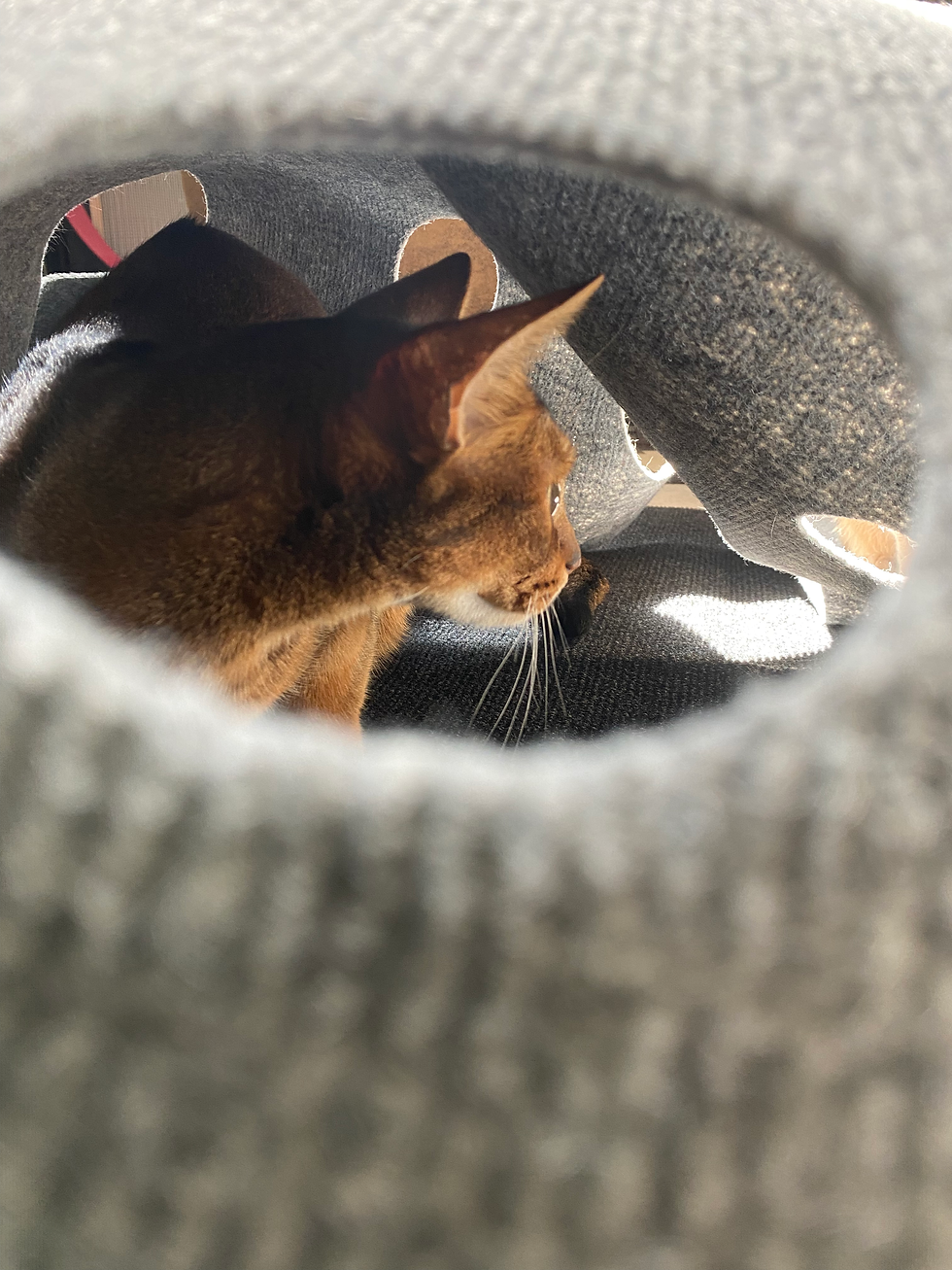 Le tapis Cat Activity de Trixie