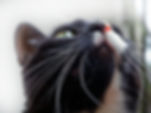 L'odorat du chat, un sens esseniel