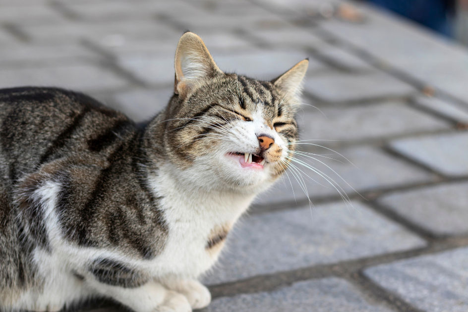 Tête de chat qui adopte un comportement de flehmen