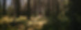 pvevergreen3.jpg