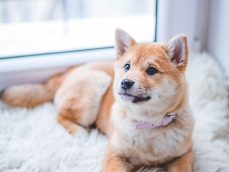 Meta Ads for D2C Dog Food Brands in India: Scaling with Pet Owner UGC and Building a Subscription Loop [4x ROAS]